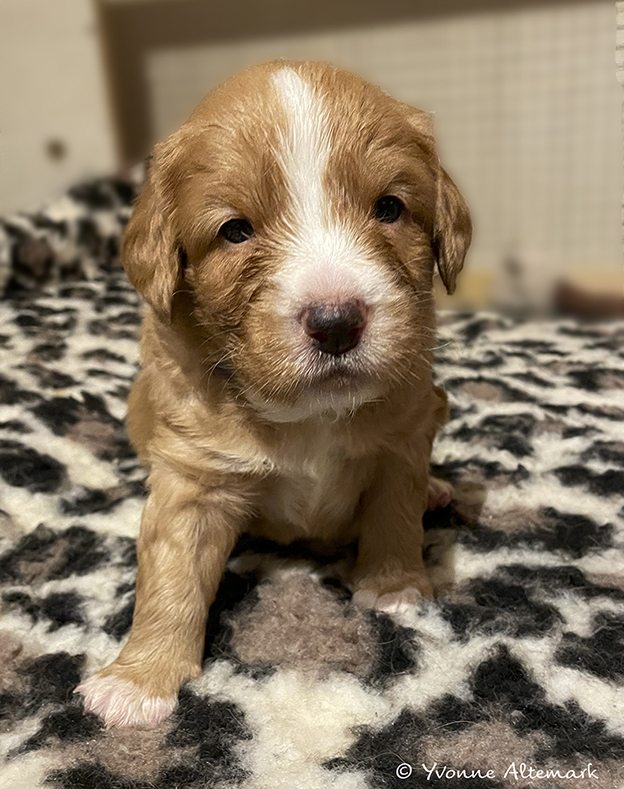 3 weeks old